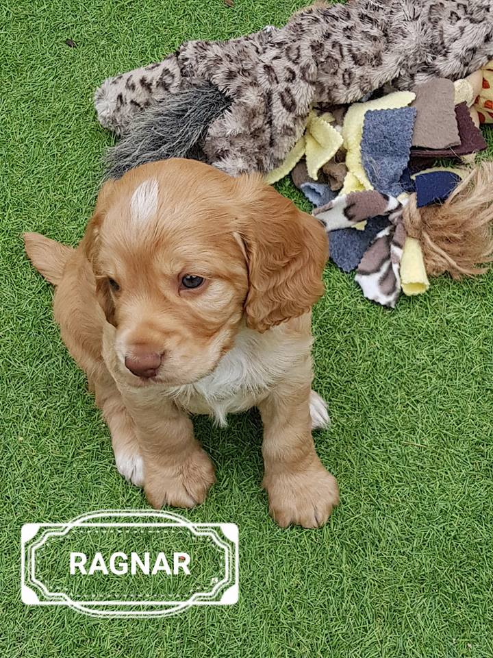 Ragnar at 5 weeks