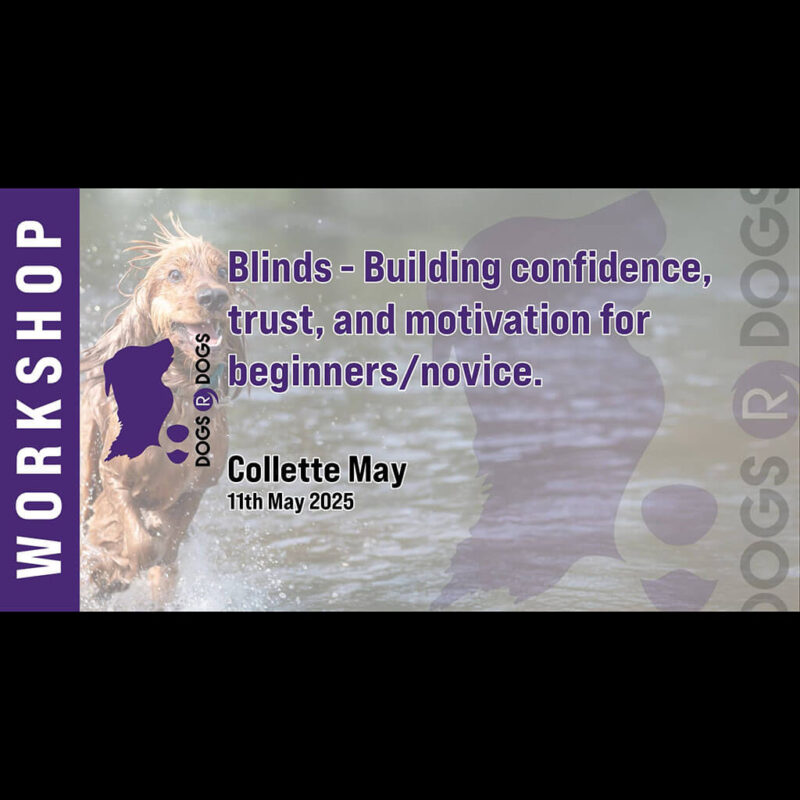 hunting for beginner spaniels (copy)